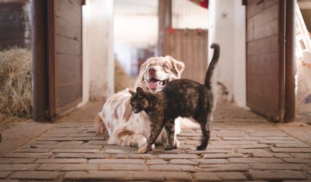 Para prevenir la rabia es necesario vacunar periódicamente a su mascota. Foto: Ilustrativa / Pixabay