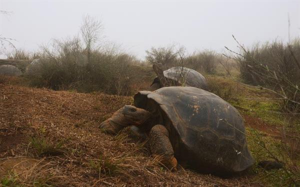 Dos tortugas Chelonoidis vandenburghi en la zona del volcán Alcedo, en las islas Galápagos