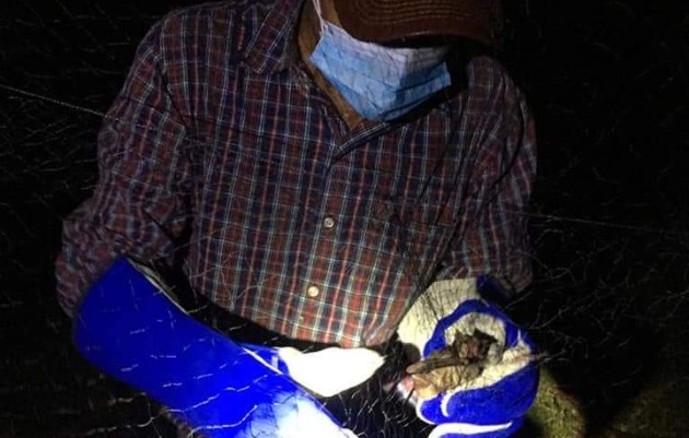 El año pasado se dio una captura de más de 100 murciélagos hematófagos en la Costa Arriba de Colón como una forma de prevenir que enfermen al ganado con rabia paralítica.