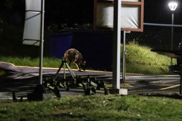 Un coyote merodea la madrugada de hoy por las zonas verdes de una universidad en la provincia de Cartago, al este de San José (Costa Rica).