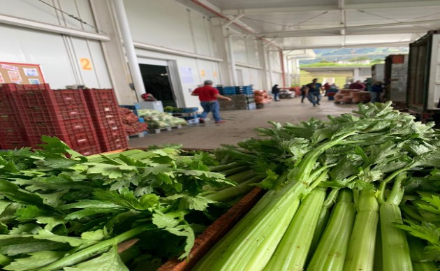 Productos como el apio fueron afectados por el mal tiempo. (Foto cortesía: Merca Panamá)