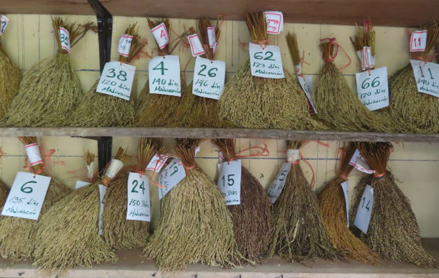 Parte de esta tarea de selección de semilla ya es realizada por los propios agricultores. Foto: Eric A. Montenegro. Parte de esta tarea de selección de semilla ya es realizada por los propios agricultores. Foto: Eric A. Montenegro.