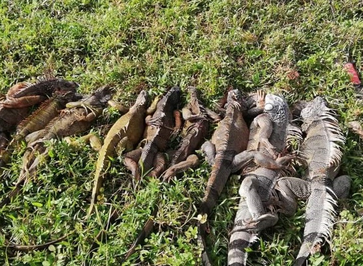 Al momento de su captura, los cazadores tenían consigo unas 9 iguanas. Foto: Diómedes Sánchez