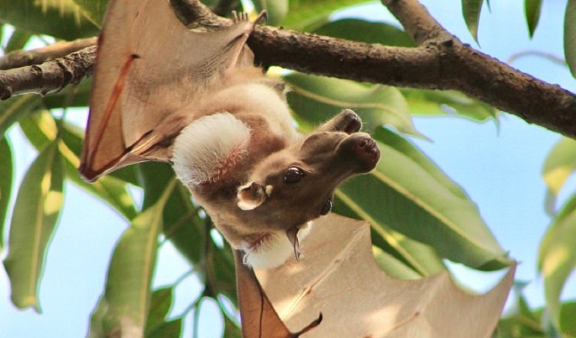 Un murciélago frugívoro macho con parches en los hombros. Foto: Kofi Amposah-Mensah