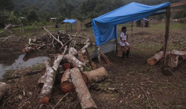 Las pequeñas cabañas hechas de bambú que son construidas por los invasores, son custodiadas en algunos casos hasta con machete en manos. Fotos: Víctor Arosemena 