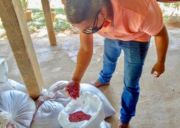 El poroto cultivado en el distrito de Los Pozos tiene un alto potencial de rendimiento que alcanza más de 6 mil libras por hectárea, según fuentes del Mida.