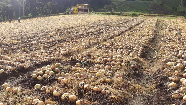 El sector agropecuario ha producido en medio de la pandemia. Archivo