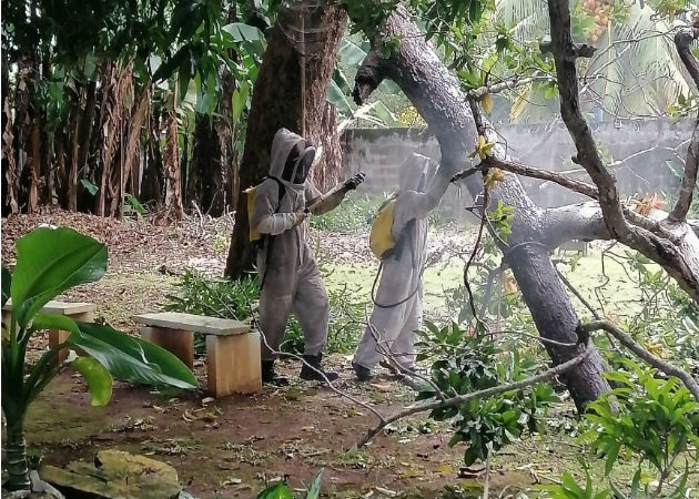 El excesivo calor o ruido puede causar que las abejas se vuelvan sumamente agresivas. Foto: Thays Domínguez