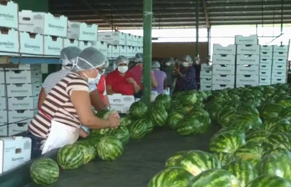 La mayor producción se da en Parita.