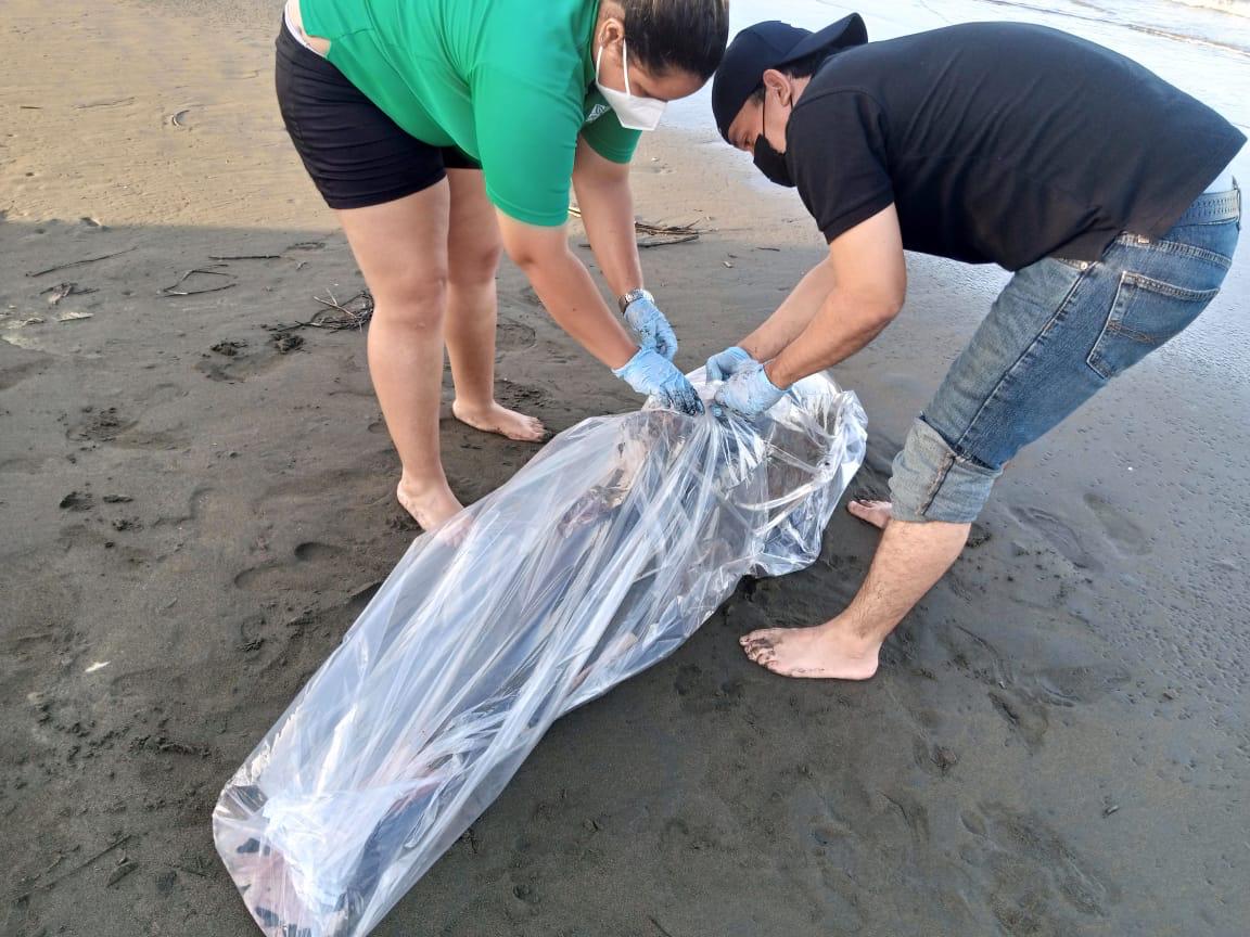 Los especialistas tomaron muestras del cuerpo del cetáceo y se procedió a su conservación total. Foto: Thays Domínguez