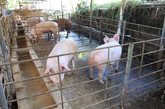 En la región de Azuero se desarrolla el 68% de la actividad porcina de Panamá. Foto/Cortesía