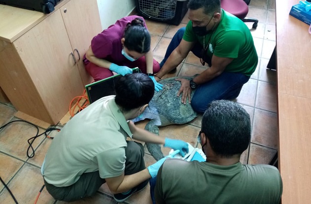 La veterinaria Mariana Parks, de MiAmbiente, le brindó la atención a la tortuga. Foto cortesía