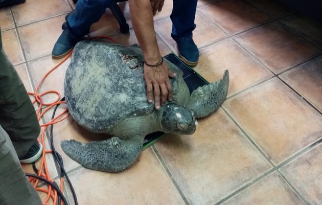 La tortuga olivácea o golfina es de la familia Cheloniidae. Foto cortesía