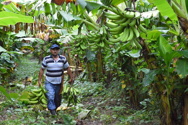 En Latinoamérica, por el momento solo se ha detectado la presencia del hongo en el norte de Colombia. EFE