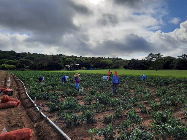 El sector agropecuario creció un 3% el año pasado en medio de la crisis de la pandemia, según datos de la Contraloría General de la República. Foto/Cortesía