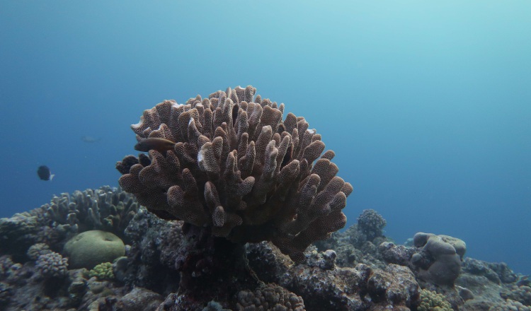 Se evaluaron los corales del Océano Pacífico. Andreas Dietzel