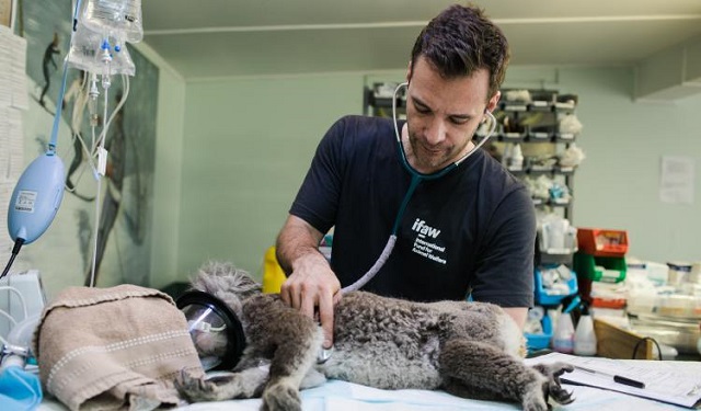 De unos 500 profesionales de la comunidad veterinaria, el 70% indicó que su jornada de trabajo ronda las 60 horas semanales. Foto: Ilustrativa / Pexels