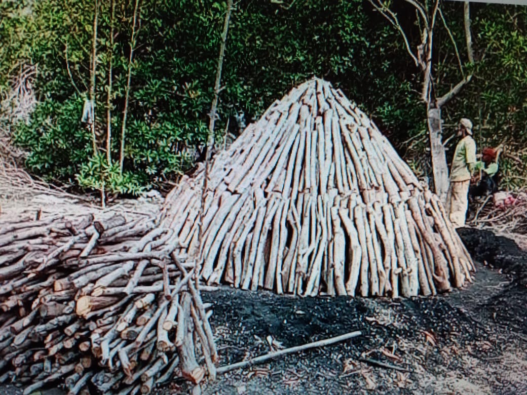 Se encontraron hornos para la elaboración de carbón con madera de mangle rojo y blanco. Foto: Eric A.Montenegro