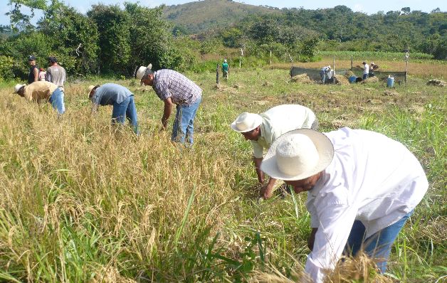 El ministro del Mida, Augusto Valderrana, aseguró que en esta semana se estarán  pagando más de $3.5 millones  de arroz de la zafra 2020-2021.