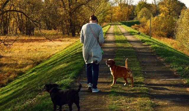 Cuando se va a pasear al can se debe llevar agua y bolsas para recoger los desechos y no afectar el ambiente. Foto: Ilustrativa / Pixabay