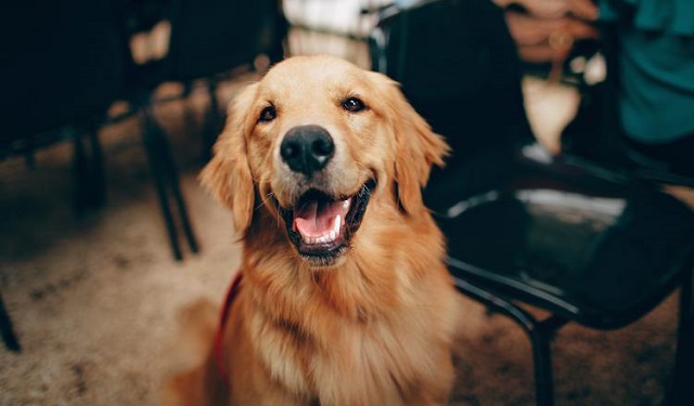 La castración y la esterilización son medidas efectivas para evitar las camadas no deseadas. Foto: Ilustrativa / Pexels