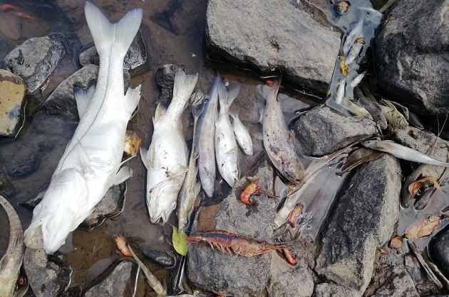 Los informes preliminares revelan que el hallazgo de los peces y camarones muertos se realizó en el balneario del corregimiento de Santa María Cabecera. Foto cortesía MiAmbiente