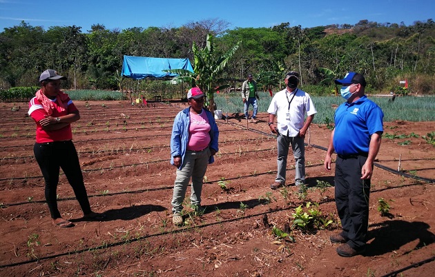 La instalación del sistema de riego por goteo les permitirá a las mujeres en Las Huacas de Natá trabajar la tierra con más seguridad, al contar con agua permanente. Foto cortesía Mides