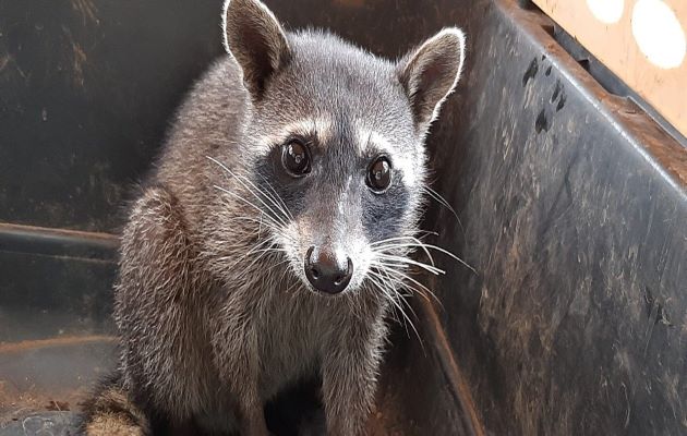 No se debe alimentar a los animales silvestres porque corren el riesgo de tener una mala nutrición.