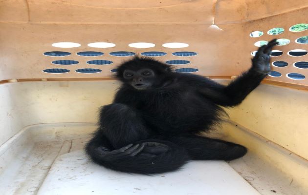 No se debe alimentar a los animales silvestres porque corren el riesgo de tener una mala nutrición.