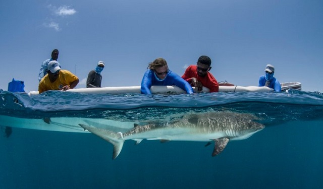 Dra. Rachel Graham midiendo un tiburón de arrecife. Foto: Cortesía