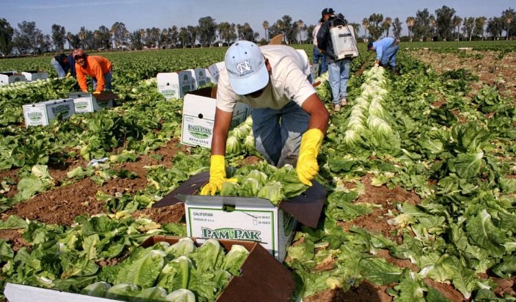 Buscan fortalecer a pequeños emprendedores pecuarios, agrícolas. EFE