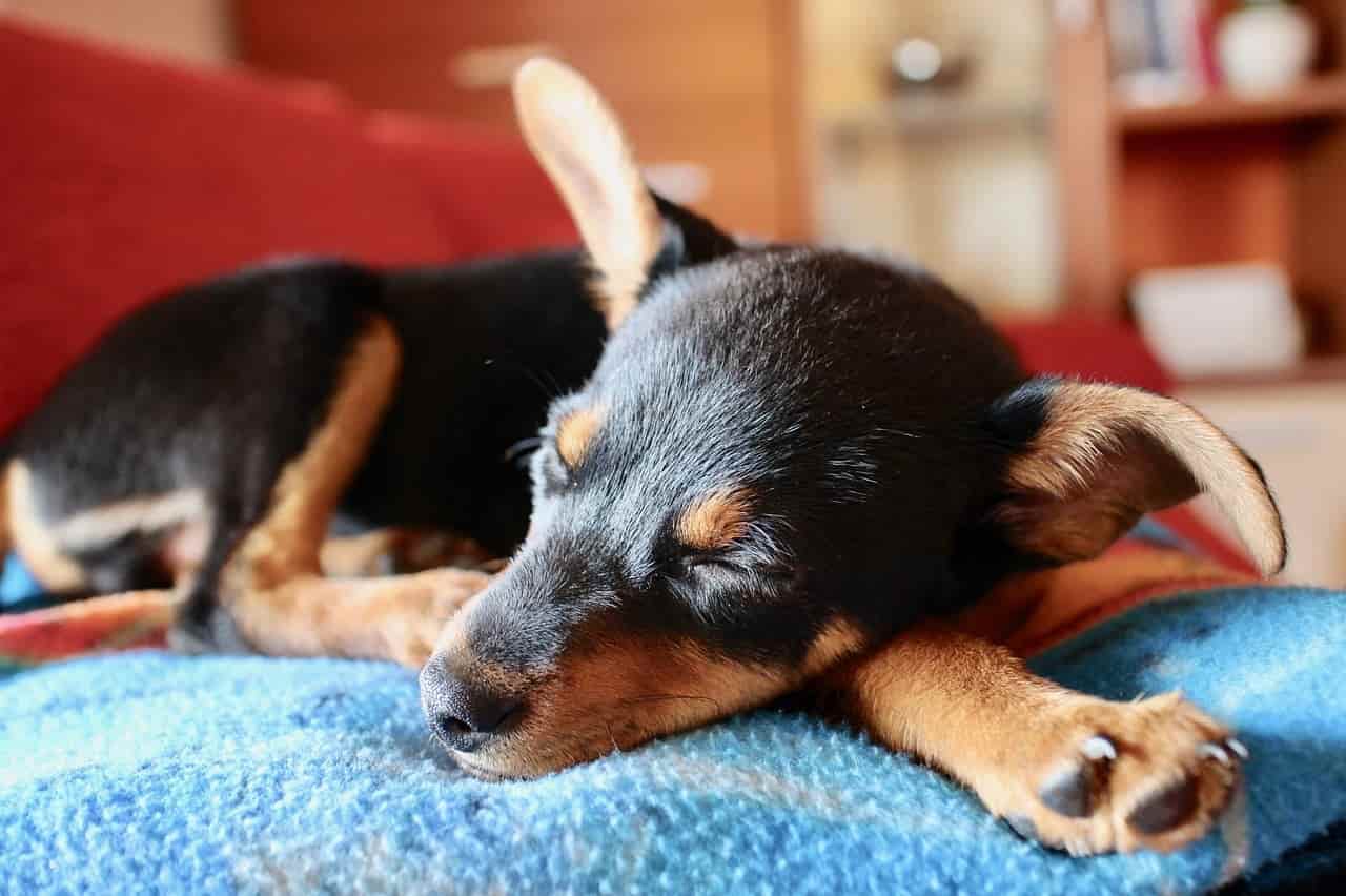 Es una enfermedad que afecta el oído de los perros. Instagram