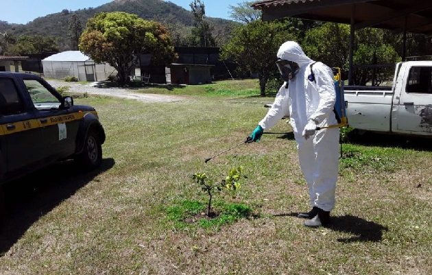 La Dirección de Sanidad Vegetal del Mida informó que esta bacteria se detectó en el traspatio de una residencia.