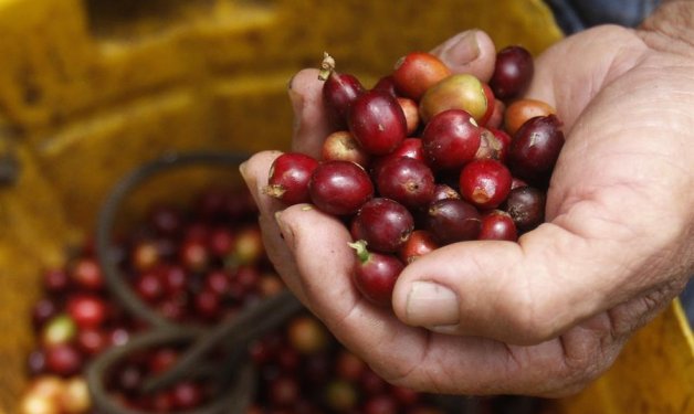 Colombia es el tercer productor mundial de cafe. EFE