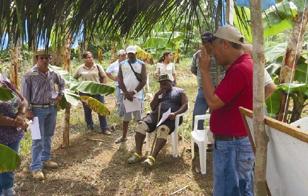 La provincia de Colón cuenta con producción de Coco, plátano, café, ganado bovino ente  otros rubros que se producen en menor escala. Foto: Diomedes Sánchez