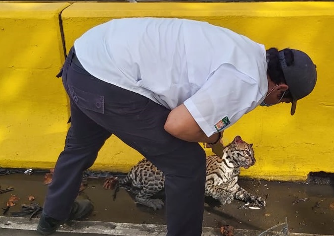 El ocelote fue evaluado por médicos veterinarios. Foto: Mayra Madrid