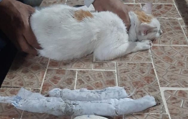 El gato buscaba ingresar al penal de Nueva Esperanza.