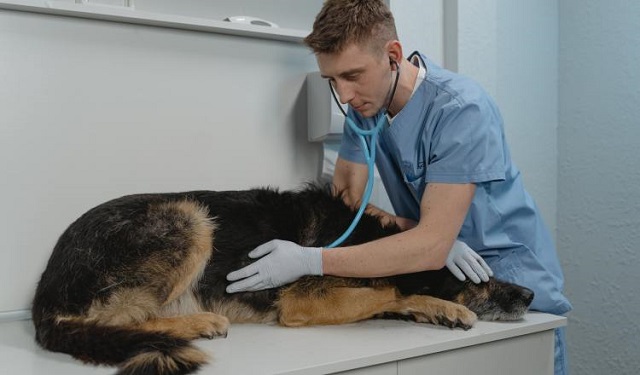 Los médicos veterinarios son claves para el fortalecimiento de la salud global. Foto: Ilustrativa / Pexels