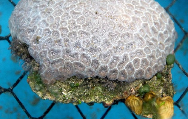 Los Montastraea cavernosa, conocido como gran coral estrella, son los más comunes en el área norte de la barrera coralina de Florida. Foto: EFE