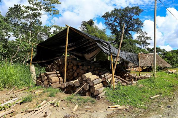 Comerciantes irregulares de madera de balsa mientras cargan troncos en un camión, en Río Villano, provincia de Pastaza (Ecuador).