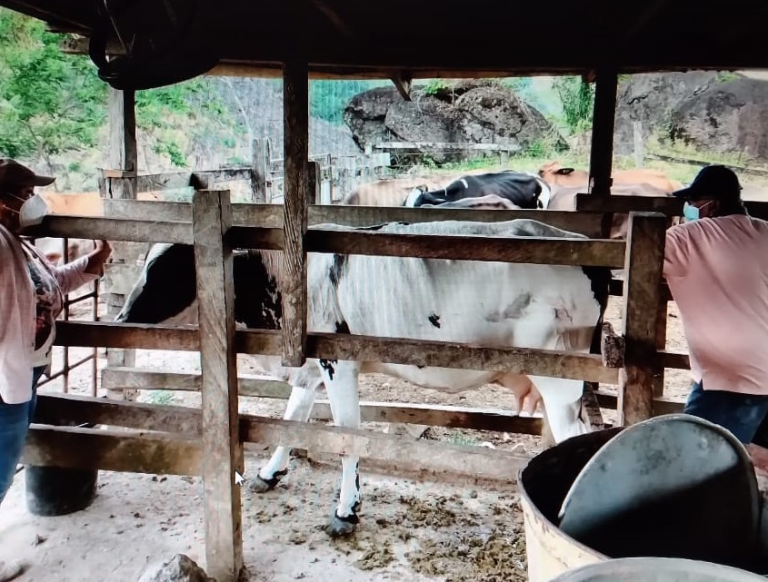 La tasa de preñez del ganado se ha logrado aumentar de un 50% a un 75% con la nueva tecnología. Foto: Eric A. Montenegro