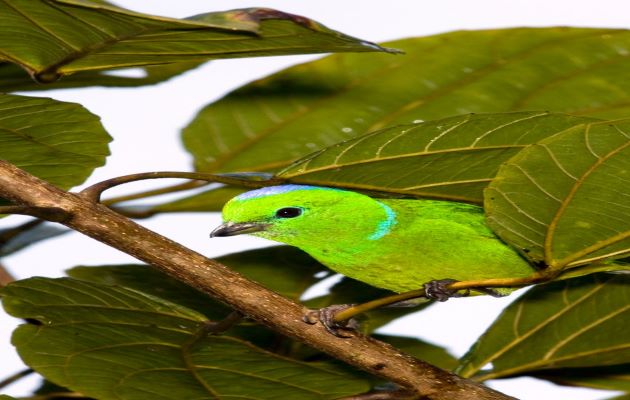 El año pasado 862 participantes que incluyeron niños, jóvenes, adultos, adultos mayores, científicos, grupos comunitarios y apasionados observadores de aves. Foto: Cortesía ATP