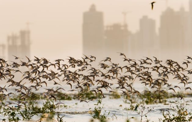 El año pasado 862 participantes que incluyeron niños, jóvenes, adultos, adultos mayores, científicos, grupos comunitarios y apasionados observadores de aves. Foto: Cortesía ATP