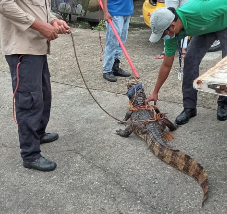 El lagarto fue rescatado por funcionarios de MiAmbiente. Foto: Diómedes Sánchez