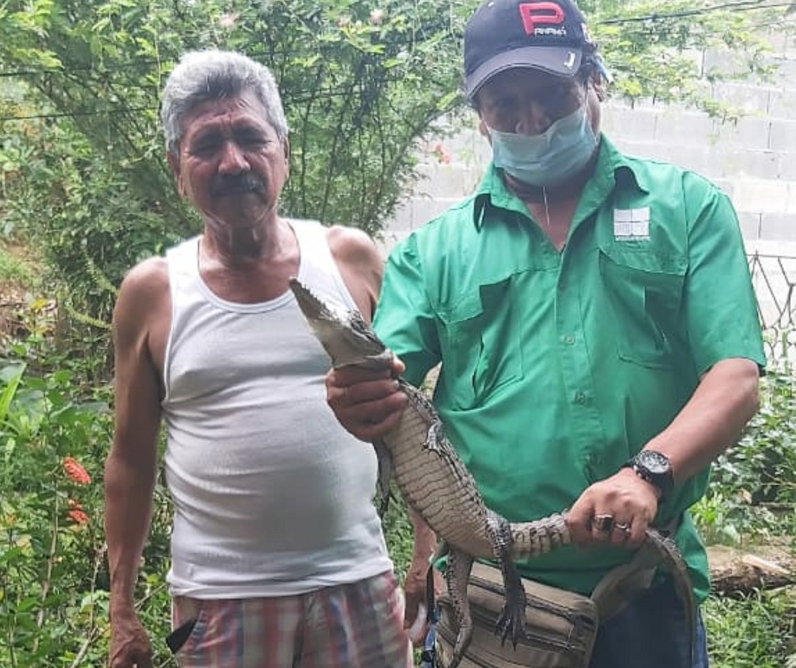  El lagarto frecuentaba las residencias en el sector de Nuevo México. Foto: Diómedes Sánchez