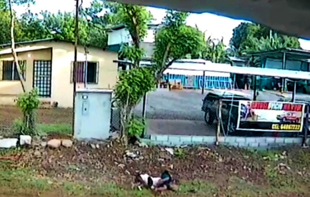 Residentes en el área aseguran que solicitaron a los dueños del animal que tomen las medidas pertinentes, pero han hecho caso omiso. Foto: Mayra Madrid