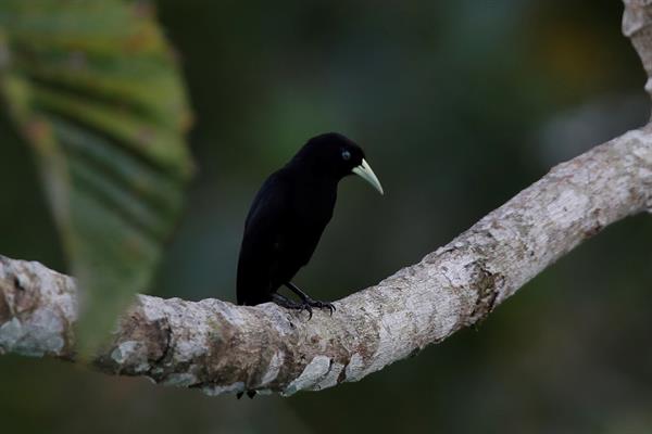 Fotografía de un pájaro cacique lomiescarlata (Cacicus microrhynchus) tomada desde el Canopy Tower, el 8 de mayo del 2021, en el Parque Soberanía de Ciudad de Panamá (Panamá).