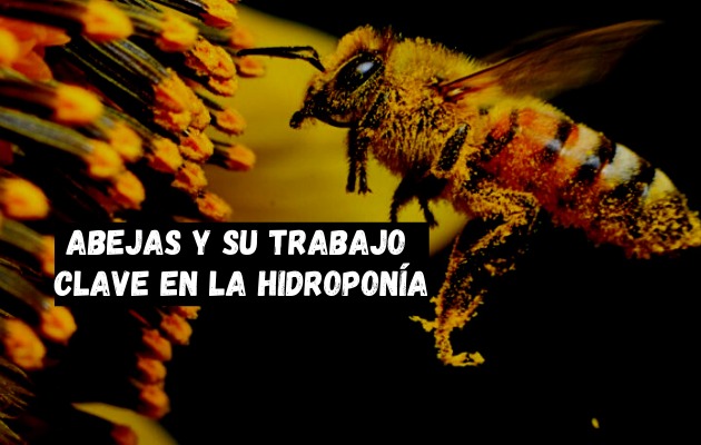 Cada 20 de mayo se celebra el Día Mundial de las Abejas.