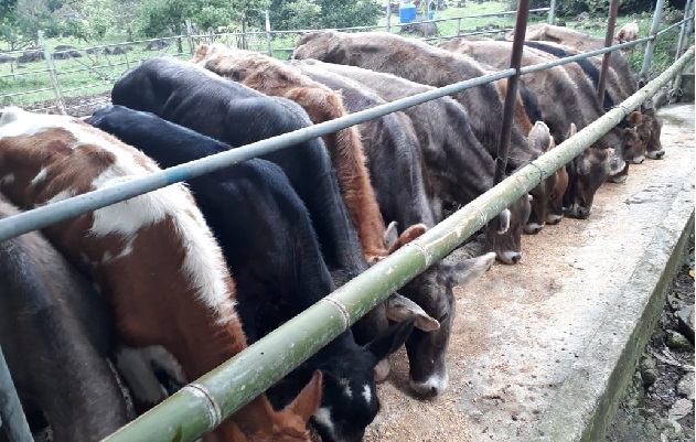 Los productores de ganado de leche esperan que el Estado panameño, las autoridades del Mida y el Minsa puedan resolver favorablemente la situación actual con Costa Rica. Foto: José Vásquez