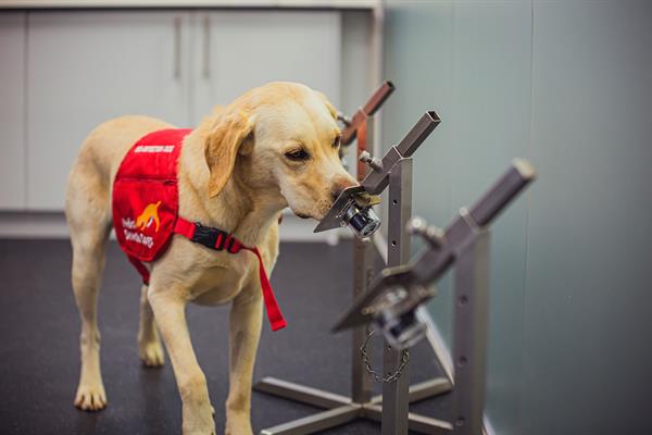 Los perros biodetectores pueden identificar el olor de la covid-19 con una tasa de precisión de hasta el 94%. EFE